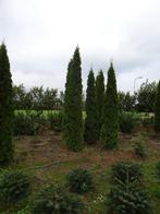 TE KOOP  Thuja Smaragd met kluit, Ophalen, Conifeer, Struik, 250 cm of meer