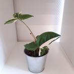 Syngonium variegata, Huis en Inrichting, Overige soorten, Minder dan 100 cm, Groene kamerplant, Halfschaduw