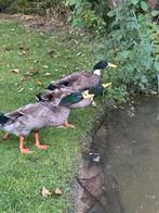 Indian runner ducks loopeend loopeenden, Dieren en Toebehoren, Pluimvee, Mannelijk, Eend