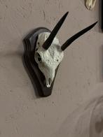 Mooie schedel van een Steenbok antilope, Ophalen of Verzenden, Nieuw, Wild dier, Schedel