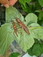 Eitjes wandelende tak: Tisamenus napalaki 'Palaui', Dieren en Toebehoren, Insecten en Spinnen, Wandelende tak