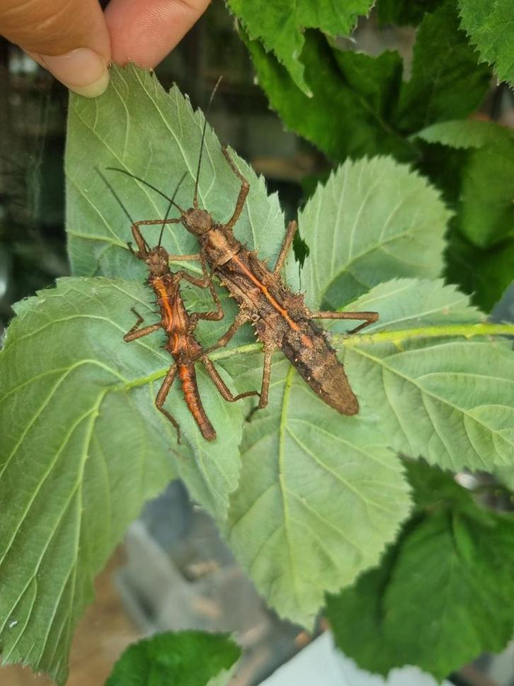 Eitjes wandelende tak: Tisamenus napalaki 'Palaui', Dieren en Toebehoren, Insecten en Spinnen, Wandelende tak