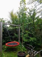 acer buergerianum drietandesdoorn, Ophalen, Bloeit niet, Halfschaduw, Overige soorten