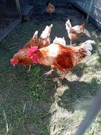 Haan, Dieren en Toebehoren, Pluimvee, Mannelijk, Kip