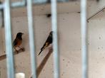 Te koop kapoetsensijs, Dieren en Toebehoren