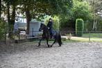 Barok pinto x Fries, Gechipt, Ruin, Zadelmak, 3 tot 6 jaar
