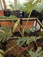 Monstera Thai Constellation, Huis en Inrichting, Ophalen, 100 tot 150 cm, Overige soorten, Halfschaduw