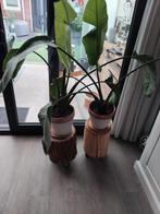 strelitzia, Ophalen, Overige soorten, Halfschaduw, In pot