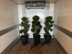 Cham.obt.draht bonsai Vormsnoei, Ophalen of Verzenden, Overige soorten, Minder dan 100 cm