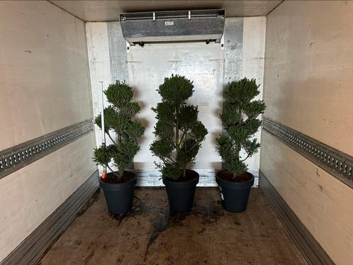 Cham.obt.draht bonsai Vormsnoei, Tuin en Terras, Planten | Bomen, Overige soorten, Minder dan 100 cm, Ophalen of Verzenden