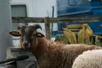 Heideschaap (Ram), Dieren en Toebehoren, Schapen, Geiten en Varkens