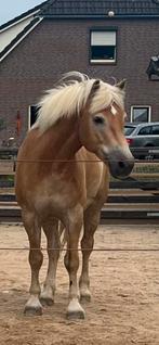 Lieve , knappe Haflinger 9 jaar te koop, Dieren en Toebehoren, Ruin