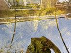 Vijver  planten  waterpest 10 takken  30 a40 cm lang, Tuin en Terras, Vijvers, Ophalen