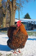 Prachtig mooie Orpington hanen, natuurbroed, regio Nijmegen, Mannelijk, Kip