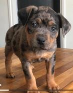 Zeer zeldzame Rottweiler pups kleur Merle blauw, Rabiës (hondsdolheid), 8 tot 15 weken, Meerdere, Meerdere dieren
