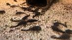 algeneter ancistrus, Dieren en Toebehoren, Vis