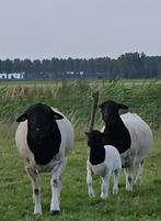 Zuivere makke Dorper schapen te koop, Opfok