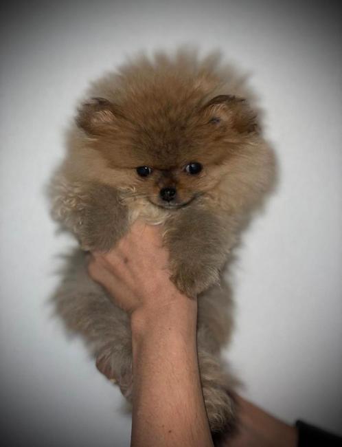 1  Pomeriaan Orange/Sable Stamboom Pup (EXTRA KLEIN), Dieren en Toebehoren, Honden | Chihuahua's en Gezelschapshonden, Meerdere dieren