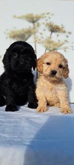 Type Cockapoo pups, Overige rassen, 8 tot 15 weken, CDV (hondenziekte), Meerdere