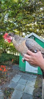 Cream legbar hennen groenlegger / kleurlegger, Dieren en Toebehoren, Vrouwelijk, Kip