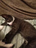 Laatste kittens kruising maine coon kittens, Dieren en Toebehoren, Katten en Kittens | Overige Katten, Meerdere dieren