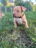 Puppy’s amarican pocket bully’s, Dieren en Toebehoren, Honden | Bulldogs, Pinschers en Molossers, Rabiës (hondsdolheid), Overige rassen