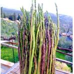 Asperges - Groentezaden zoeken, Tuin en Terras, Bloembollen en Zaden, Ophalen of Verzenden, Voorjaar, Volle zon, Zaad