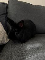 SPOED! 2 lieve konijnen op zoek naar nieuw huisje!, Dieren en Toebehoren, Konijnen, Meerdere dieren, Klein