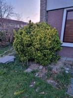 Struik, Tuin en Terras, Planten | Bomen, Ophalen of Verzenden, Volle zon, Overige soorten