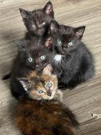 Poesjes, Dieren en Toebehoren, Poes