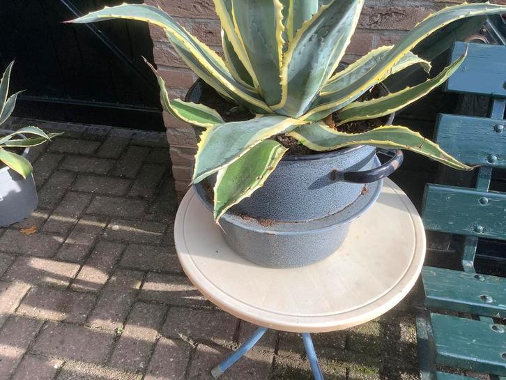 Te koop cactus Agave Americana prijs € 50,00, Tuin en Terras, Planten | Tuinplanten, Overige soorten, Volle zon, Bloeit niet, Ophalen
