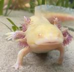 Te koop goud/gele vrouwtje axolotl, Dieren en Toebehoren, Vissen | Aquaria en Toebehoren, Ophalen, Gebruikt, Overige typen