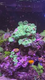 Groene oren zeewater, Dieren en Toebehoren, Ophalen of Verzenden, Plant(en), Steen of Hout