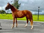 2.5 jarige KWPN merrie Mc Laren x Rubiquil, Dieren en Toebehoren, Paarden, Merrie, Gechipt, Dressuurpaard, 3 tot 6 jaar