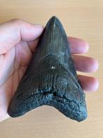 Megalodon tand haai 12 cm., Verzamelen, Verzenden, Fossiel