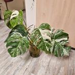 Monstera variegata stekken, Huis en Inrichting, Ophalen, Halfschaduw, Minder dan 100 cm