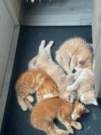 Mooie Maine Coons Kittens te koop, Dieren en Toebehoren, Meerdere dieren, Gechipt, 0 tot 2 jaar