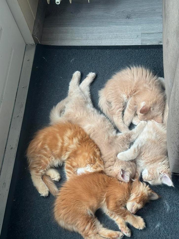 Mooie Maine Coons Kittens te koop, mogen direct verhuizen!, Dieren en Toebehoren, Katten en Kittens | Raskatten | Langhaar, Meerdere dieren