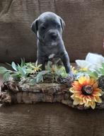 ###Prachtige Amerikaanse stafford pups##, Dieren en Toebehoren, Honden | Jack Russells en Terriërs, Jack Russell Terriër, 8 tot 15 weken