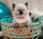 Ragdoll Kittens Seal Point, Dieren en Toebehoren, Kater, Gechipt, 0 tot 2 jaar