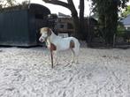 Amerikaans minipaard , Hengst, vosbont, 9 jaar , 75 cm., Dieren en Toebehoren, Pony's, Gechipt, Niet van toepassing, 0 tot 2 jaar