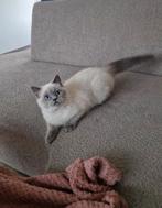 DEKKATER NIET TE KOOP! 100 % britsche korthaar