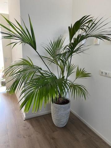 Grote Hydrocultuur Kentia Palm met grote keramieken pot  beschikbaar voor biedingen