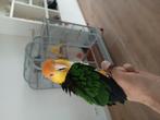 Caique man met kooi en toebehoren, Dieren en Toebehoren, Vogels | Parkieten en Papegaaien, Mannelijk, Papegaai, Tam