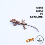 Correlophus ciliatus wimpergekko JOKERGECKOS, Hagedis, 0 tot 2 jaar