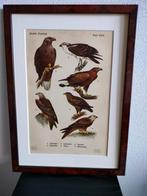 Litho Floericke Vogels Birds Roofvogel Arend Kiekendief 1922, Ophalen of Verzenden