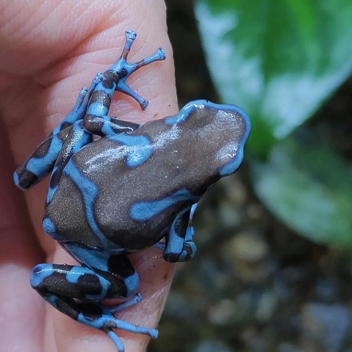 Dendrobates auratus 'Superblue'