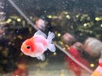 Jonge Fancy Goldfish Shortails, Dieren en Toebehoren, Vis
