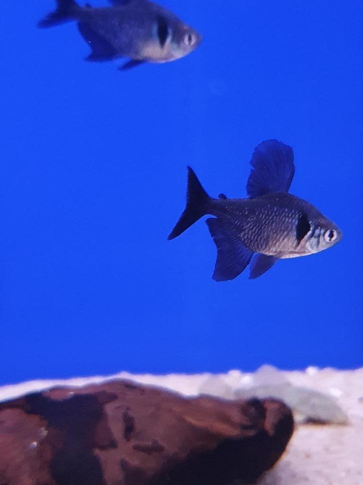 Aquariumvissen, Dieren en Toebehoren, Vissen | Aquariumvissen, Vis