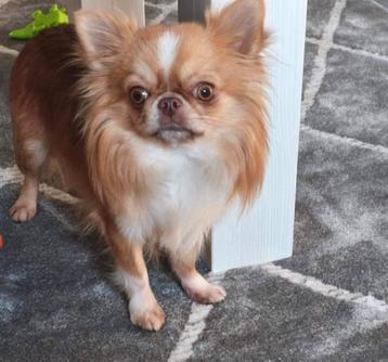 België  chihuahua reutje  beschikbaar voor biedingen
